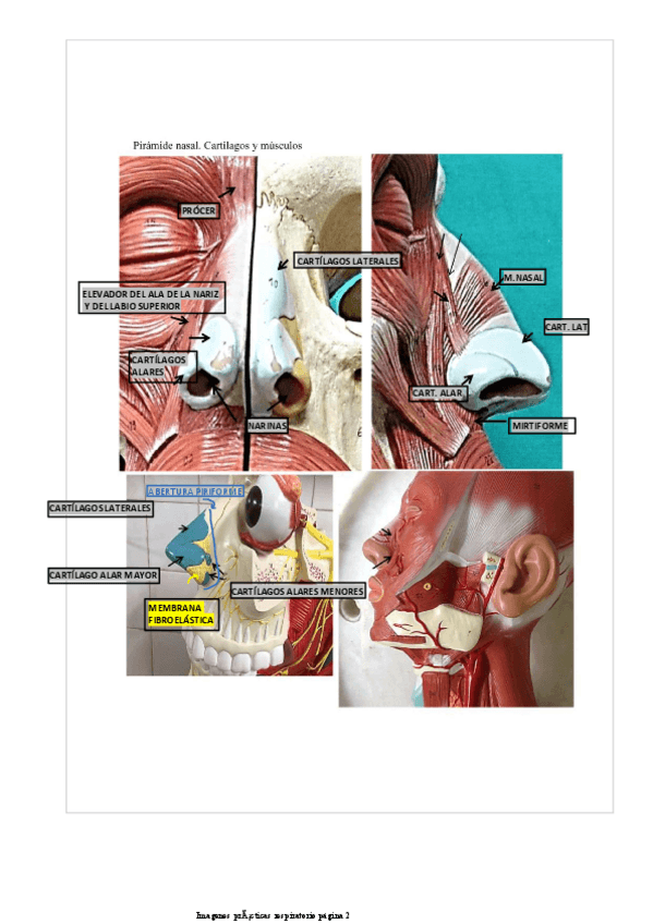 Miniatura del documento practicas-respiratorio.pdf
