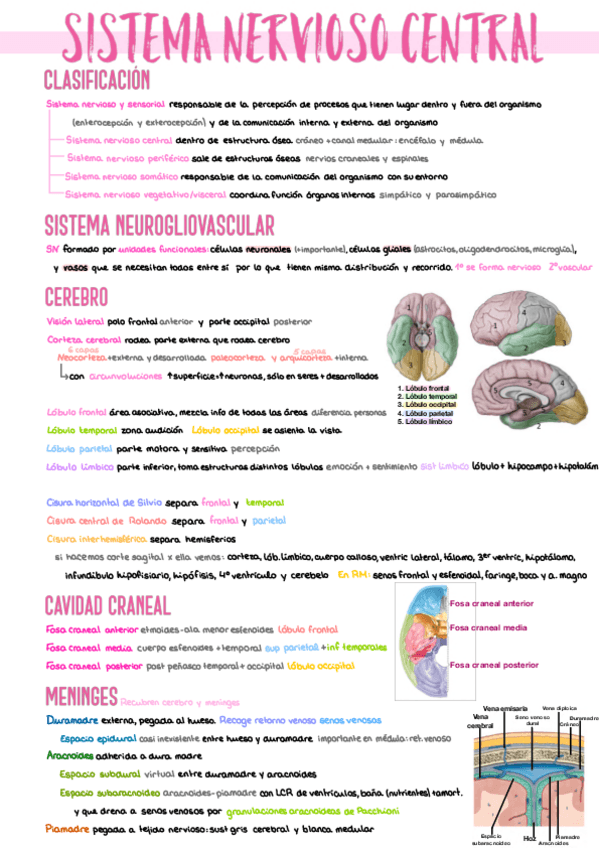 Miniatura del documento 1.-Sistema-Nervioso-Central.pdf