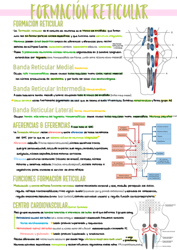 Miniatura del documento 3.-Formacion-Reticular.pdf