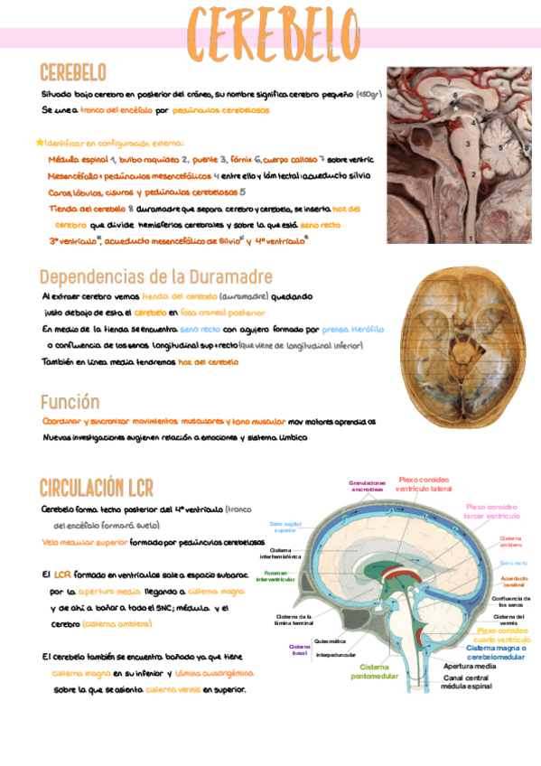 Miniatura del documento 4.-Cerebelo.pdf