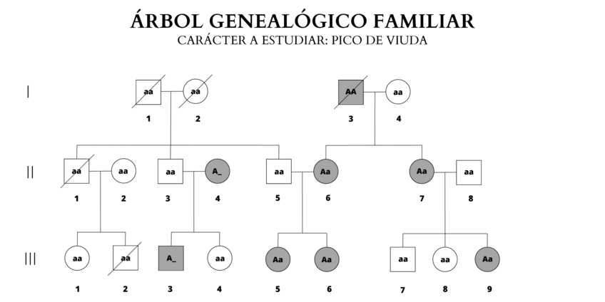 Miniatura del documento ARBOL-GENEALOGICO-FAMILIAR.pdf