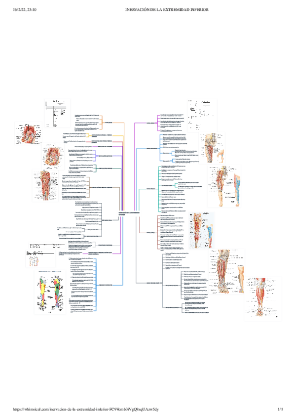 Miniatura del documento INERVACION-DE-LA-EXTREMIDAD-INFERIOR.pdf