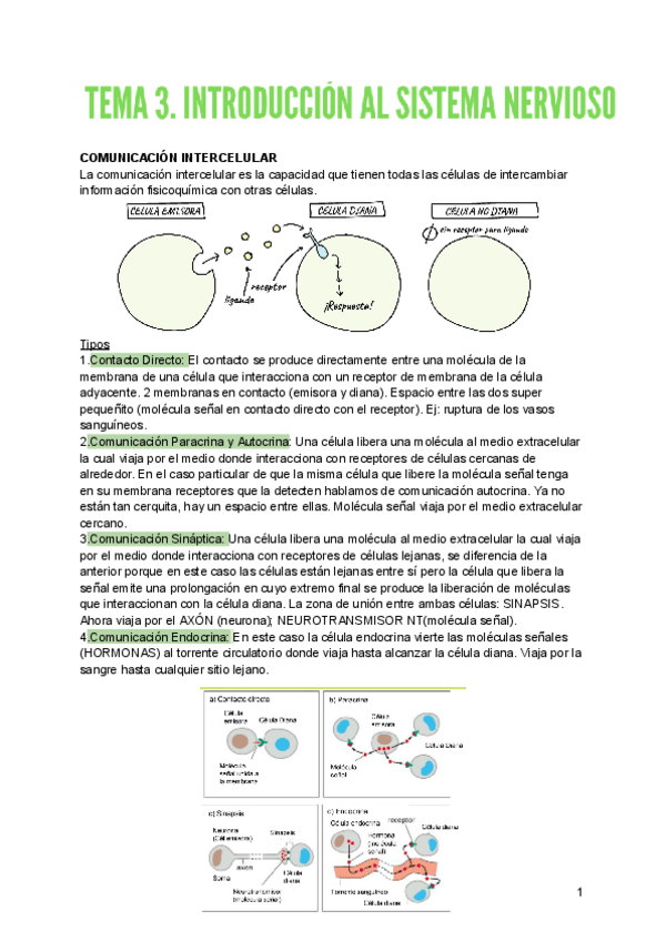 Miniatura del documento TEMA-3.-INTRODUCCION-AL-SISTEMA-NERVIOSO.pdf