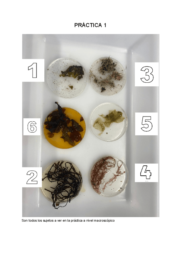 Miniatura del documento Practicas-botanica.pdf