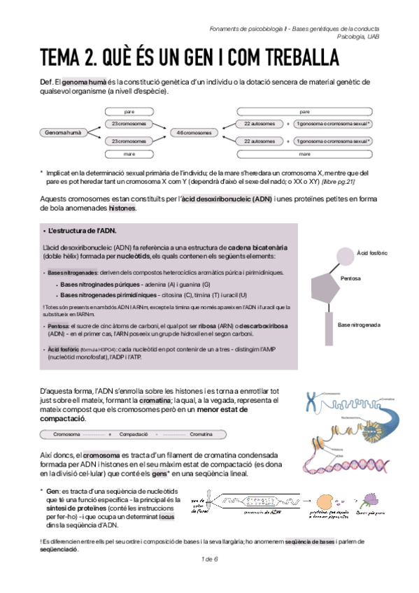 Miniatura del documento Tema-2.-Que-es-un-gen-i-com-treballa.pdf