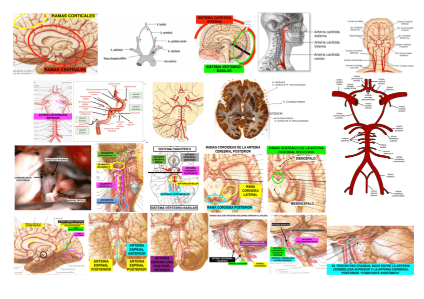 Miniatura del documento IMAGENES-VASCULARIZACION.pdf