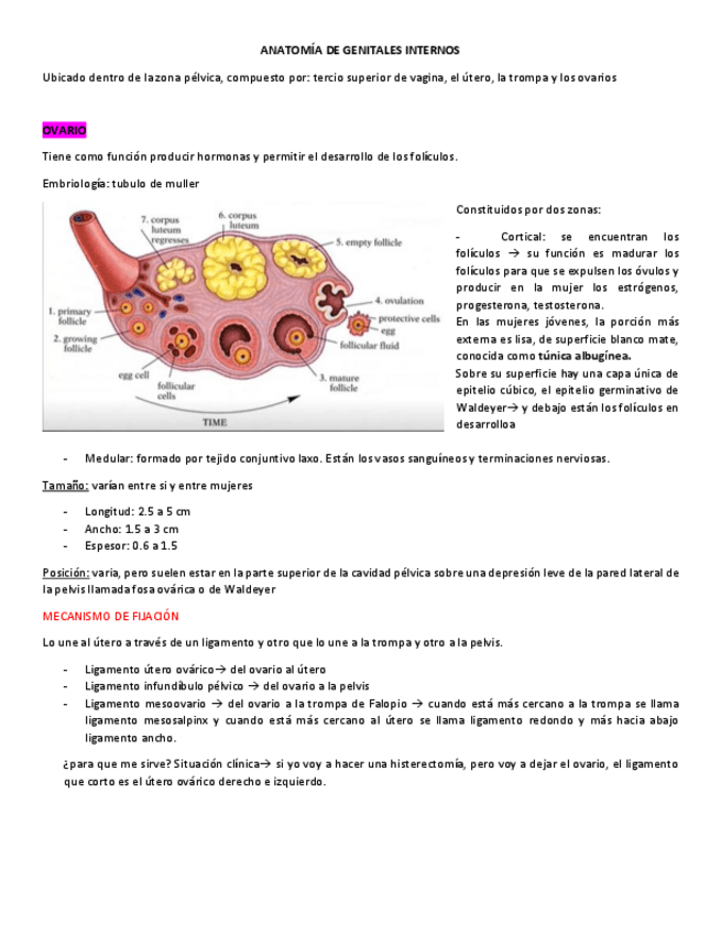 Miniatura del documento ANATOMIA-DE-GENITALES-INTERNOS.pdf