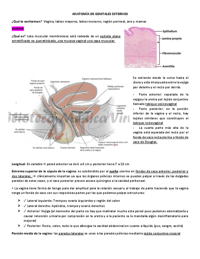 Miniatura del documento ANATOMIA-DE-GENITALES-EXTERNOS.pdf