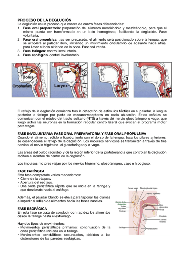 Miniatura del documento DEGLUCION-T11-Fisiologia-Especial.pdf