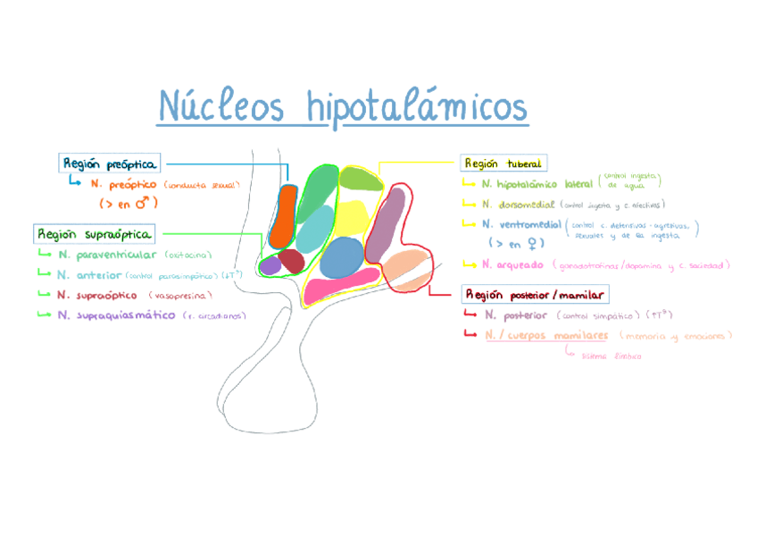 Miniatura del documento Nucleos-hipotalamicos.pdf