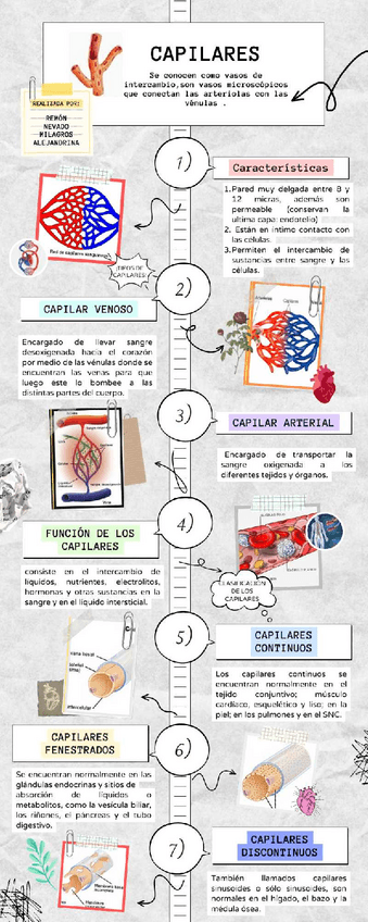 Miniatura del documento CAPILARES.pdf