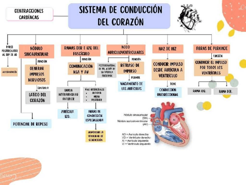 Miniatura del documento SISTEMA-DE-CONDUCCION-DEL-CORAZON.pdf