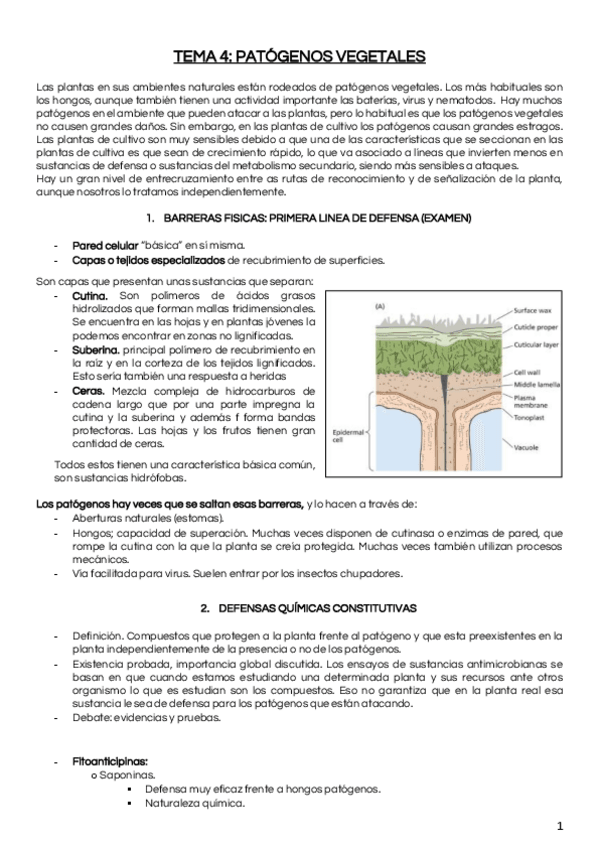 Miniatura del documento TEMA 4.pdf
