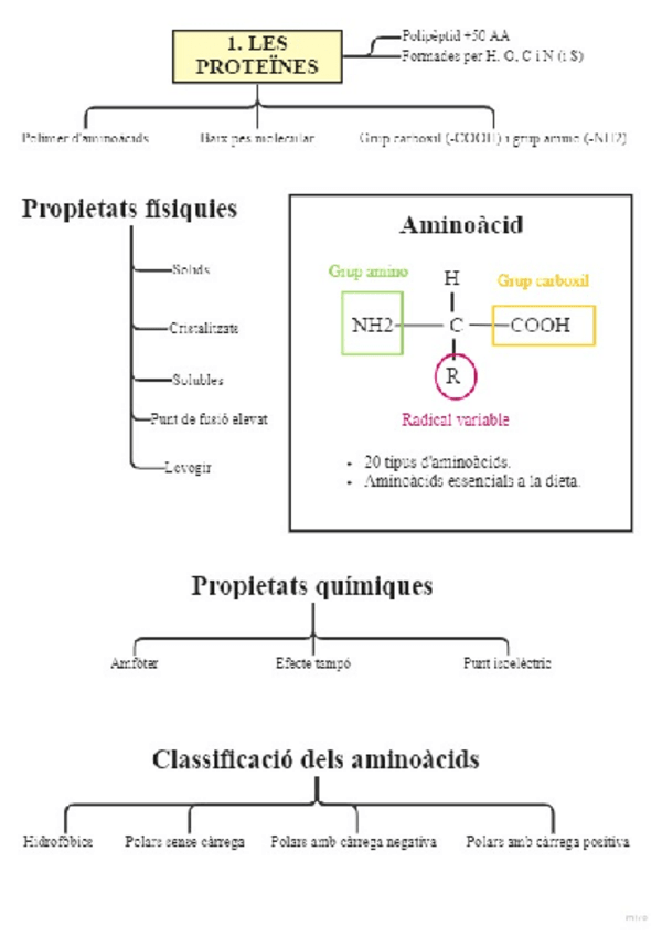 Miniatura del documento U3.-LES-PROTEINES-I-ELS-ACIDS-NUCLEICS.pdf