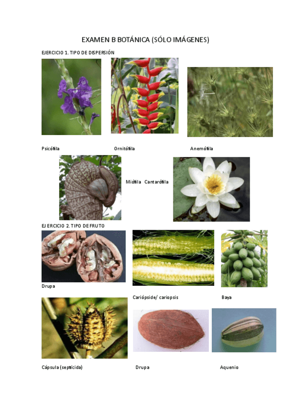 Miniatura del documento EXAMEN-B-BOTANICA-SOLUCIONES.pdf