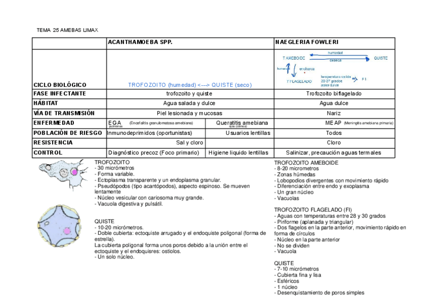 Miniatura del documento Tema-25-amebas-limax-tabla-corregida-en-clase.pdf