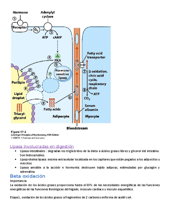 Miniatura del documento 28-31.pdf
