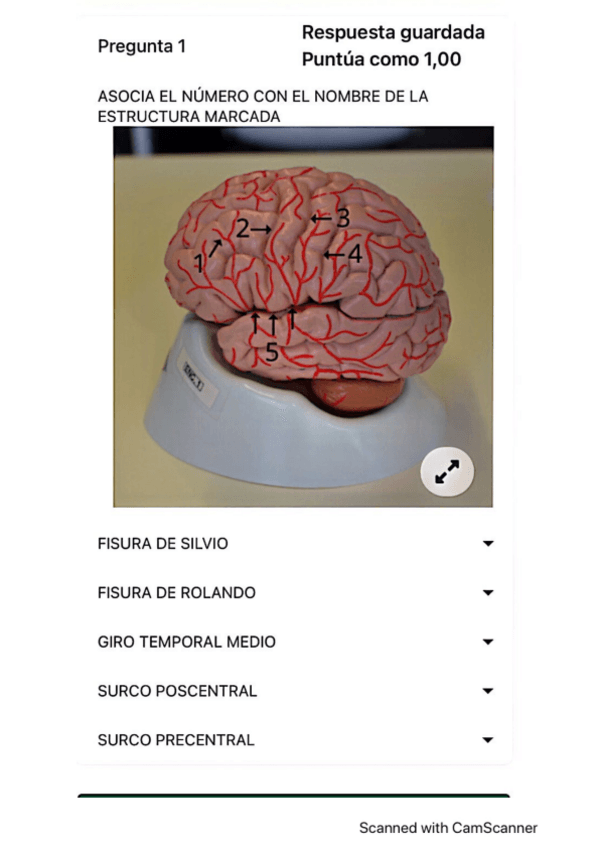 Miniatura del documento Examen-practica-4-sist-nervioso-1.pdf