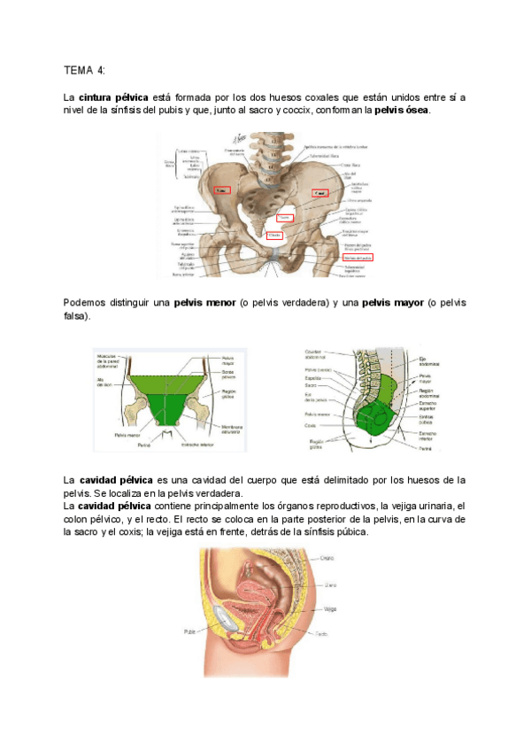 Miniatura del documento ANATOMIA-T.4-T.5-T.6-T.7-T.8-T.9-T.10.pdf