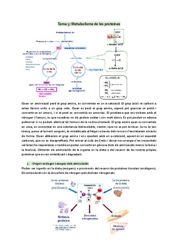 Miniatura del documento Tema-5-Metabolisme-de-les-proteines.pdf