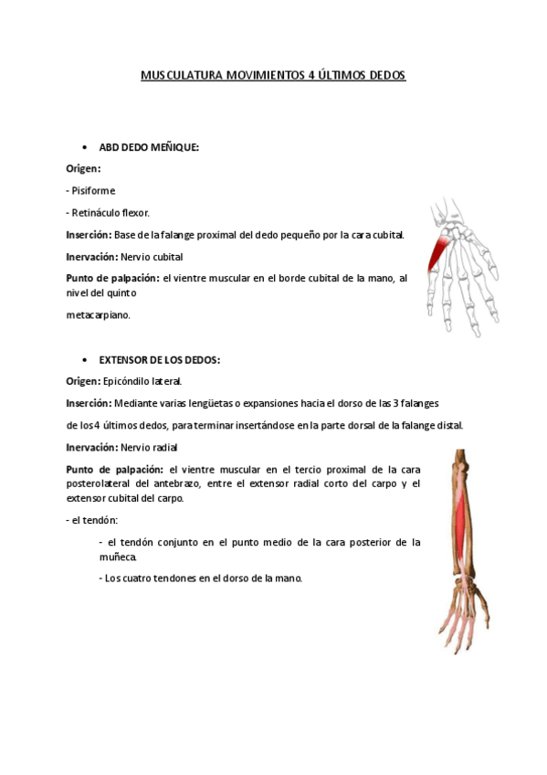 Miniatura del documento MUSCULATURA-4-ULTIMOS-DEDOS.pdf