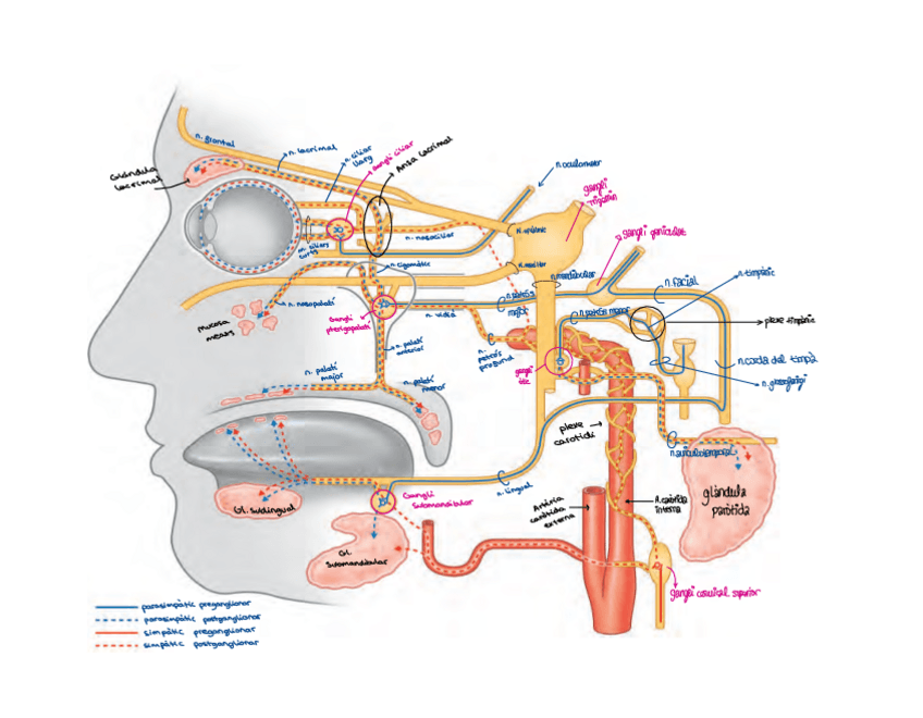Miniatura del documento Practica-1-VEGETATIU-CEFALIC.pdf