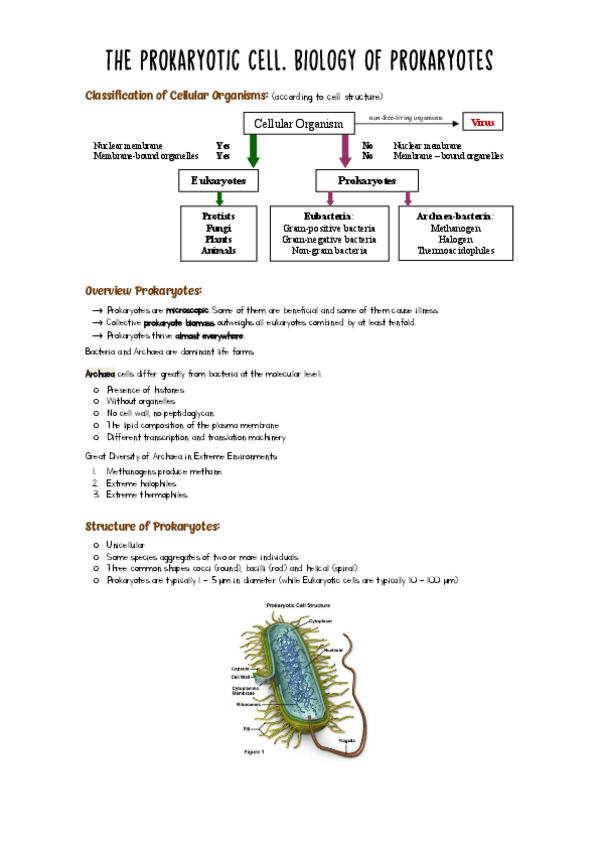 Miniatura del documento Lesson-6The-Prokaryotic-Cell.pdf