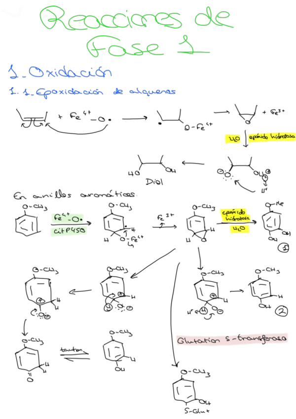 Miniatura del documento Metabolismo-teoria.pdf