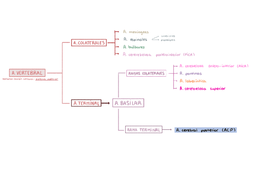 Miniatura del documento Vascularizacion-cerebral-sistema-posterior.pdf