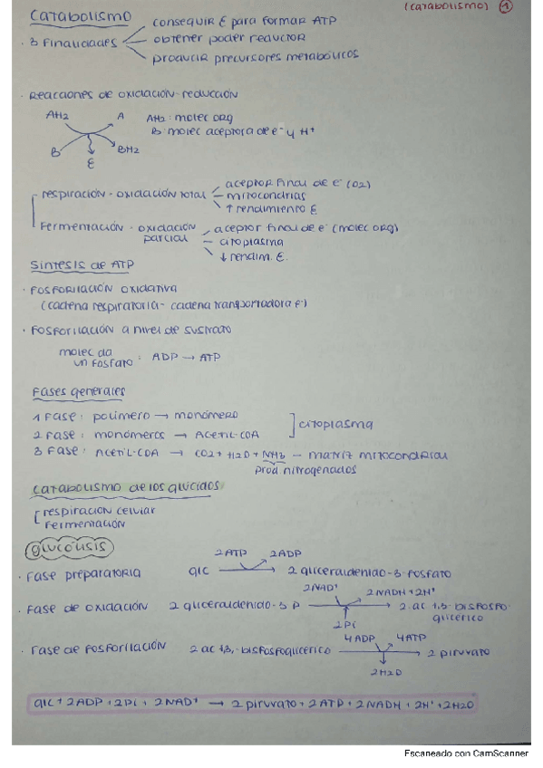 Miniatura del documento CATABOLISMO.pdf