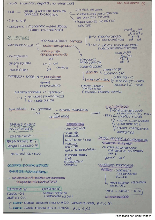 Miniatura del documento ACIDOS-NUCLEICOS.pdf