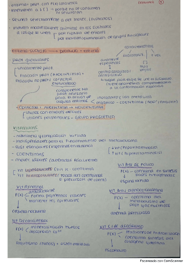 Miniatura del documento ENZIMAS.pdf