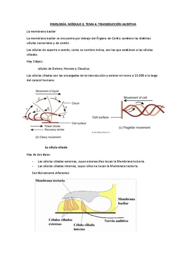 Miniatura del documento FISIOLOGIA.-MODULO-2.-TEMA-4.-TRANSDUCCION-AUDITIVA.pdf