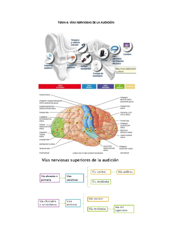 Miniatura del documento FISIOLOGIA.-MODULO-2.-TEMA-6.-VIAS-NERVIOSAS-DE-LA-AUDICION.pdf
