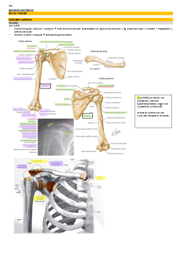 Miniatura del documento RESUM-ANAT-DE-TRAUMA.pdf