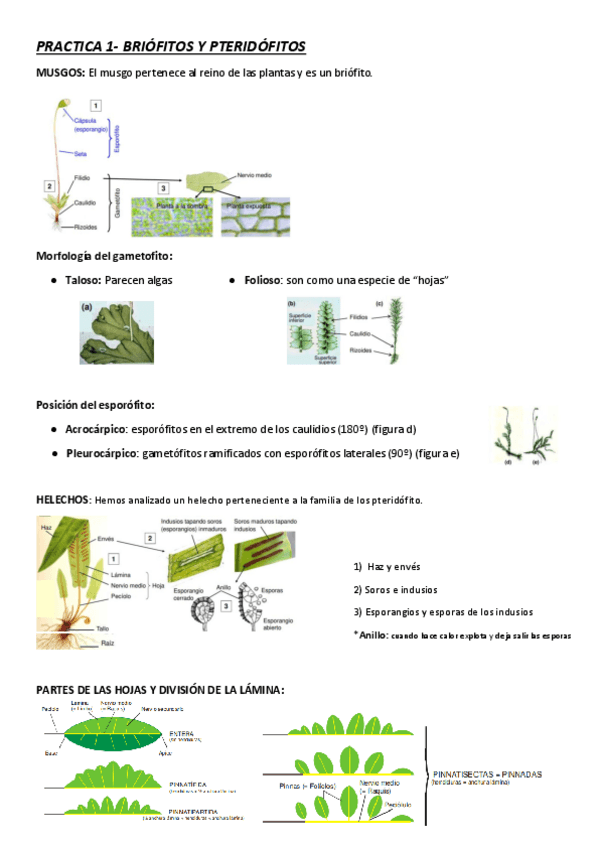 Miniatura del documento PRACTICA-1-Briofitos-y-pteridofitos.pdf