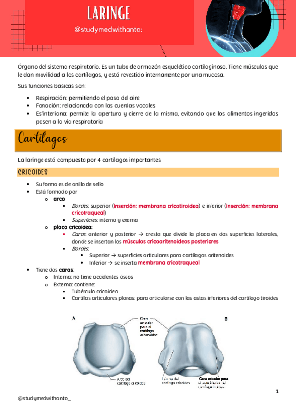 Miniatura del documento laringe.pdf