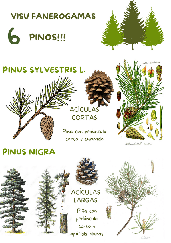 Miniatura del documento VISU-FANEROGAMAS.pdf