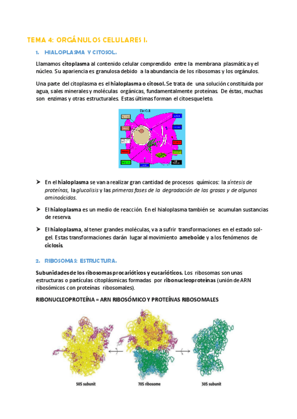 Miniatura del documento TEMA 4.- LOS ORGÁNULOS CELULARES.pdf