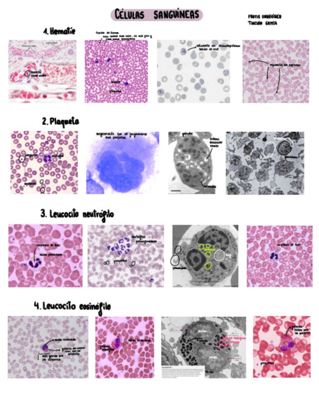 Miniatura del documento Sangre.pdf