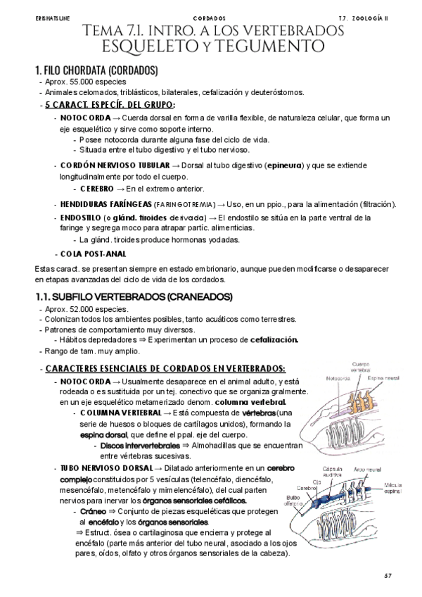 Miniatura del documento Tema-7-1-Intro-a-los-vertebrados.pdf