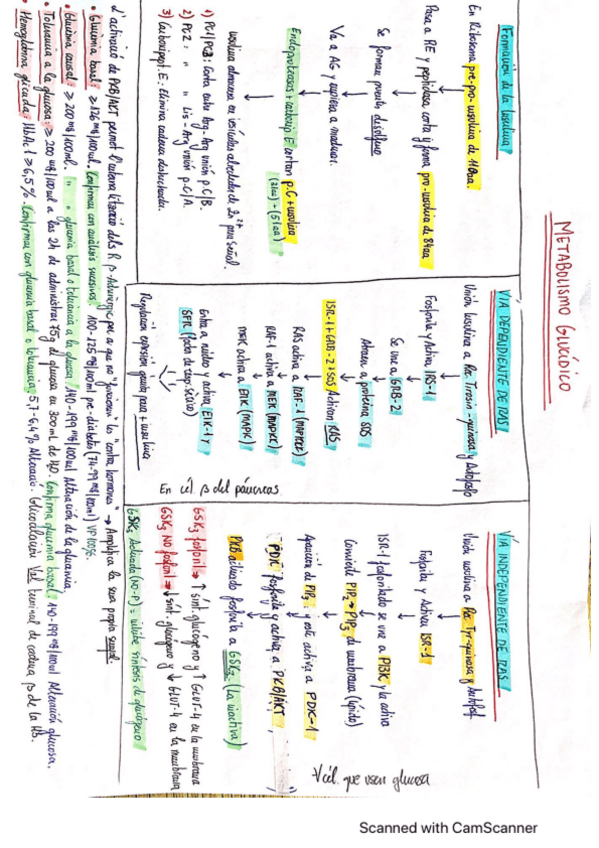 Miniatura del documento Cuadro-resumen-metabolismo-glucidico.pdf