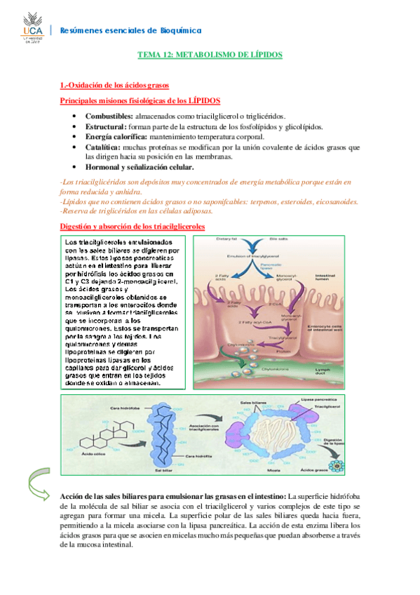 Miniatura del documento RESUMEN BIOQUÍMICA T12.pdf