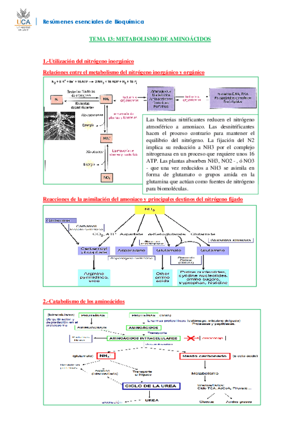 Miniatura del documento RESUMEN BIOQUÍMICA T13.pdf