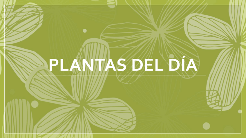 Miniatura del documento PLANTAS-DEL-DIA-2.pdf