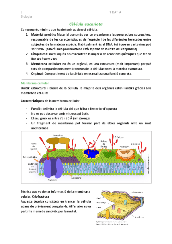 Miniatura del documento Trimestral-bio-la-celula.pdf