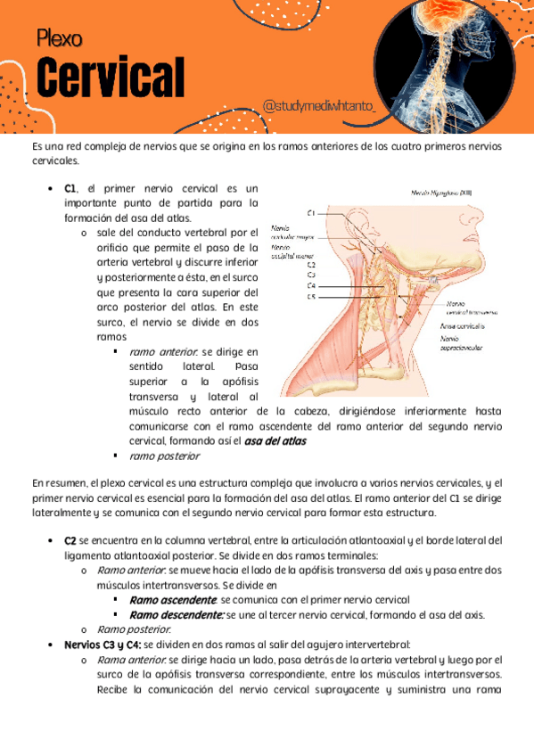 Miniatura del documento plexo-cervical.pdf