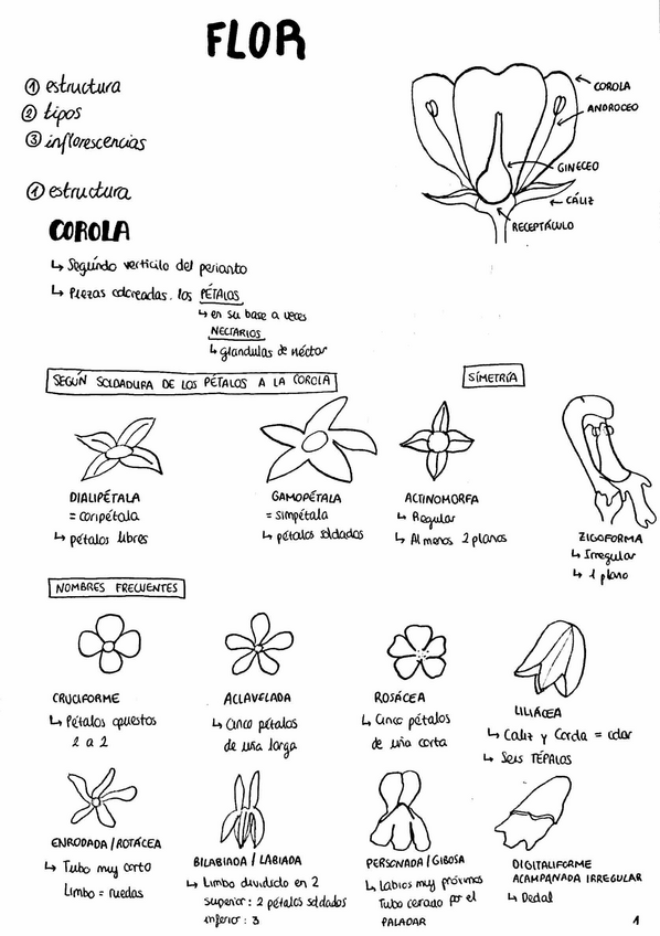 Miniatura del documento ORGANOGRAFÍA.pdf