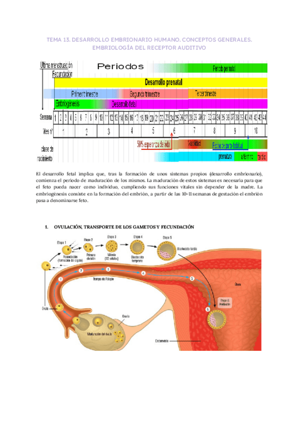 Miniatura del documento T13-Desarrollo-embrionario-humano.-Conceptos-generales.-Embriologia-del-receptor-auditivo.pdf