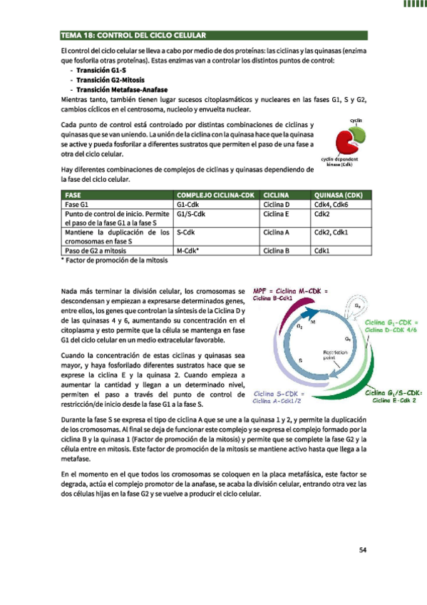 Miniatura del documento Control-del-Ciclo-Celular.pdf